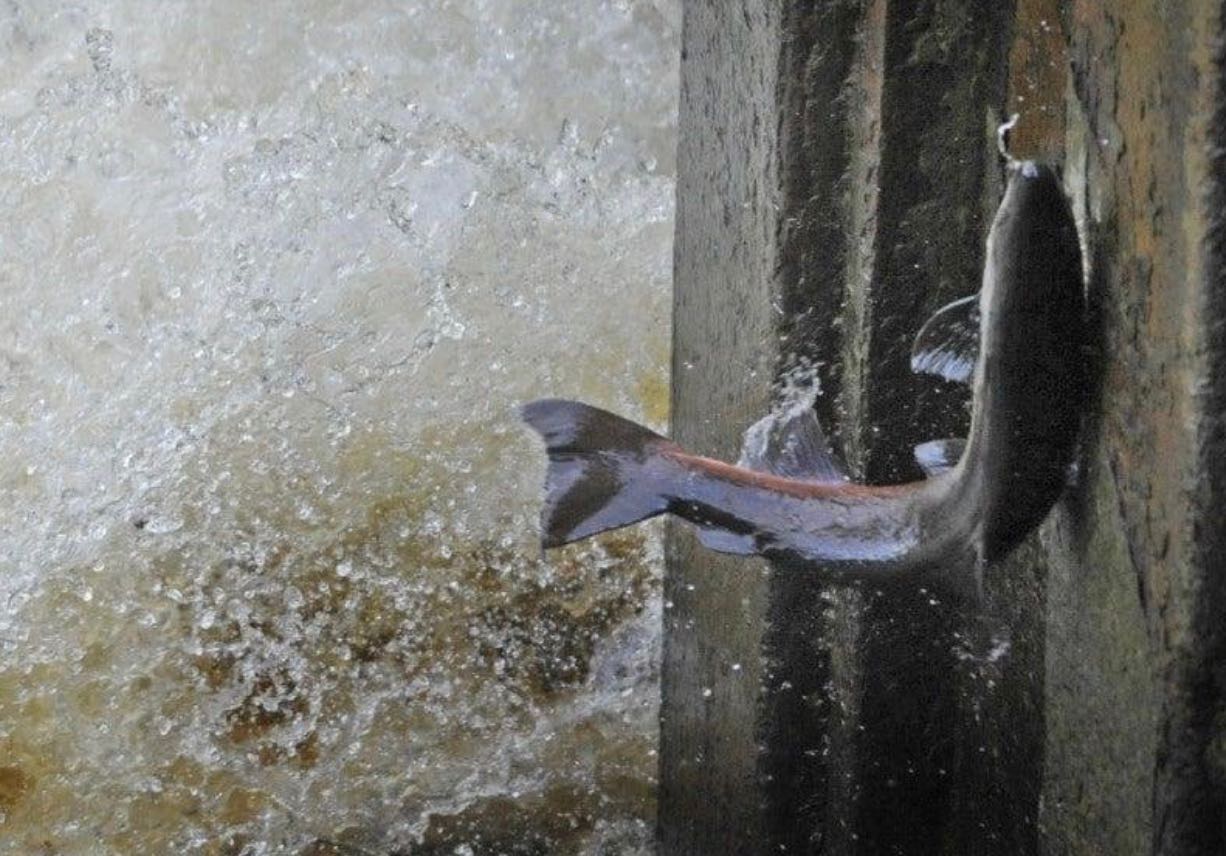 Dam Removal Programme Haugh Head Ford Project Image